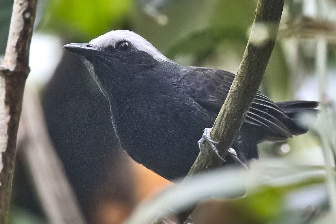 White-browed Antbird seen at the Camino Montfortiano, near Salinas Up&iacute;n (Minas del Sal de Upin)  Camino,Colombia,Geotagged,Myrmoborus leucophrys,White-browed antbird,Winter