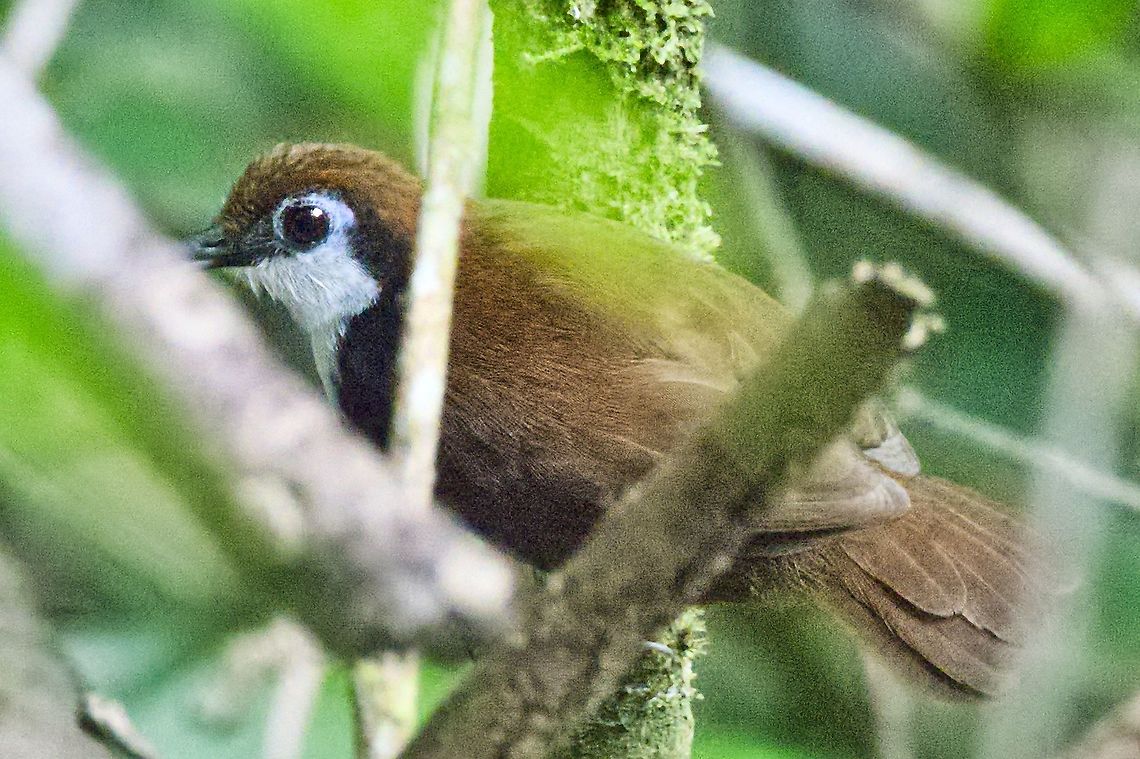 White-cheeked Antbird seen near Mit&uacute;, Vaup&eacute;s at Croce Bocatoma senda Bocatoma  Colombia,Croce Bocatoma,Geotagged,Gymnopithys leucaspis,Mitu,Vaupés,White-cheeked antbird,Winter