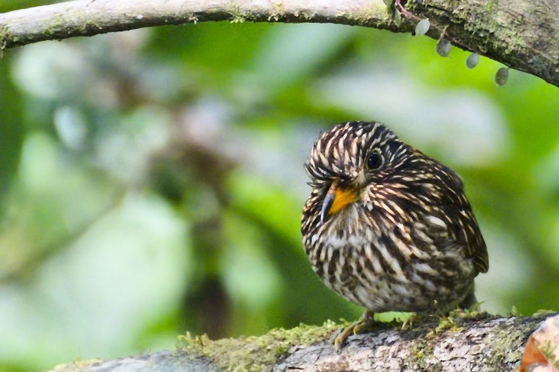White-chested Puffbird  Bosque Bavaria,Colombia,Geotagged,Malacoptila fusca,White-chested puffbird,Winter