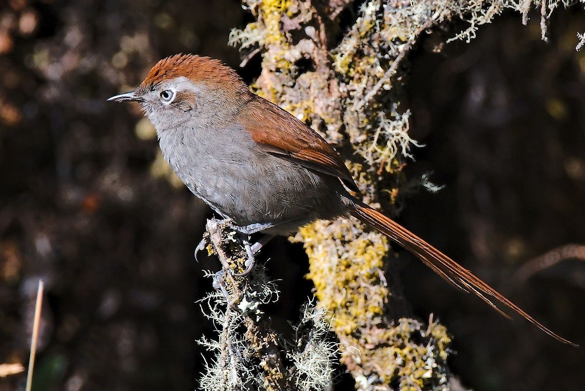 White-chinned Thistletail at PNN Chingaza Asthenes fuliginosa,Chingaza National Park,Colombia,Geotagged,White-chinned thistletail,Winter
