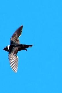 White-collared Swift  Colombia,Geotagged,Rio Claro,Streptoprocne zonaris,White-collared swift,Winter