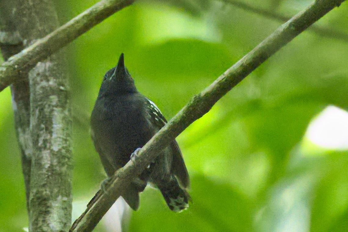 White-flanked Antwren another difficult one Colombia,Geotagged,Myrmotherula axillaris,Rio Claro,White-flanked antwren,Winter