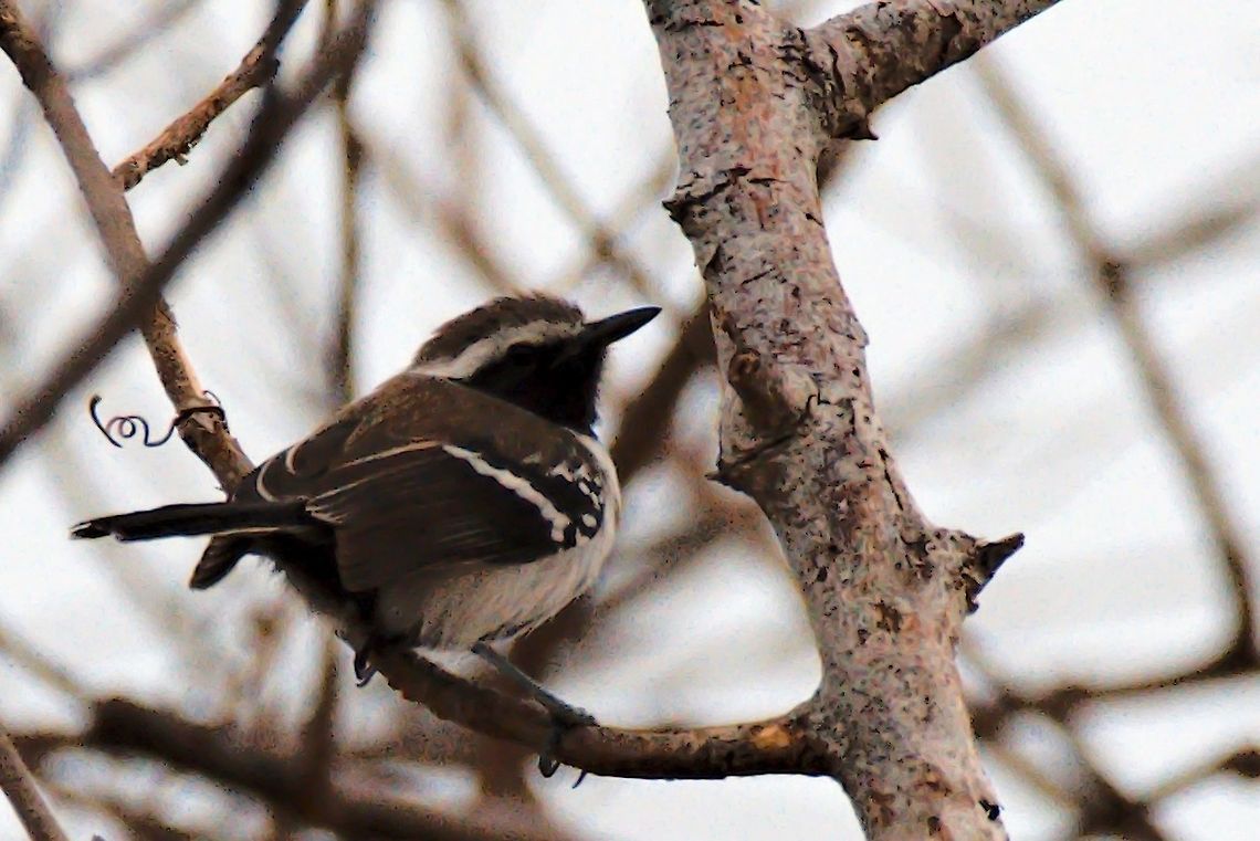 White-fringed Antwren at Camarones, SFF Los Flamencos Colombia,Formicivora grisea,Formicivora intermedia,Geotagged,Northern white-fringed antwren,SFF Los,Southern white-fringed antwren,Winter