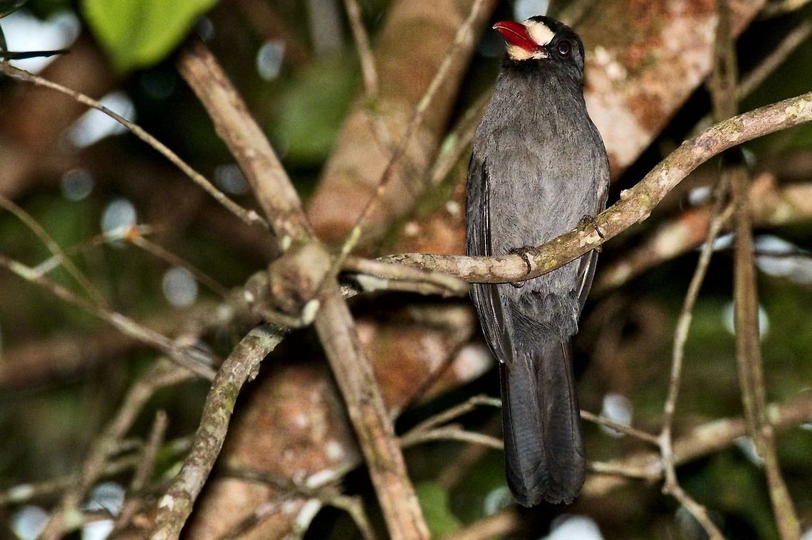 White-fronted Nunbird near Mit&uacute;, Vaup&eacute;s, Comunidad Tukano Santa Cruz Colombia,Comunidad Tukano,Geotagged,Mitu,Monasa morphoeus,Vaup&eacute;s,White-fronted nunbird,Winter