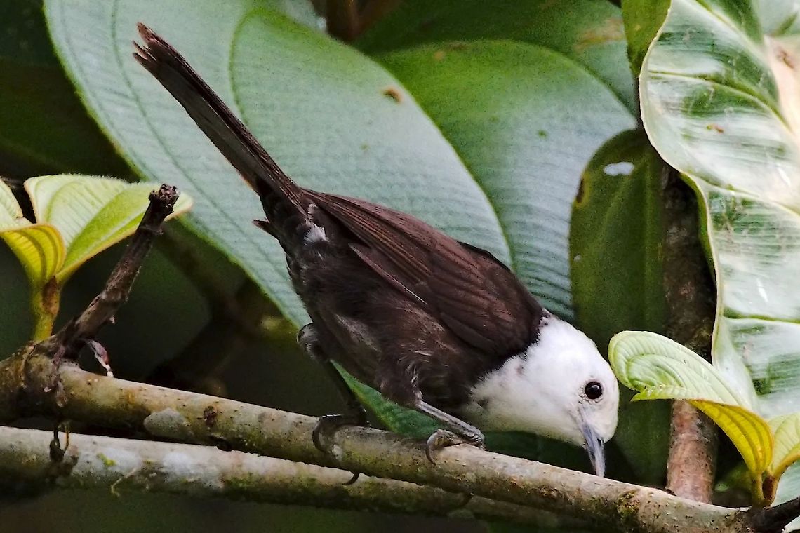 White-headed Wren  Anchicaya Valley,Campylorhynchus albobrunneus,Colombia,Geotagged,White-headed wren,Winter