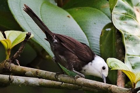 White-headed wren