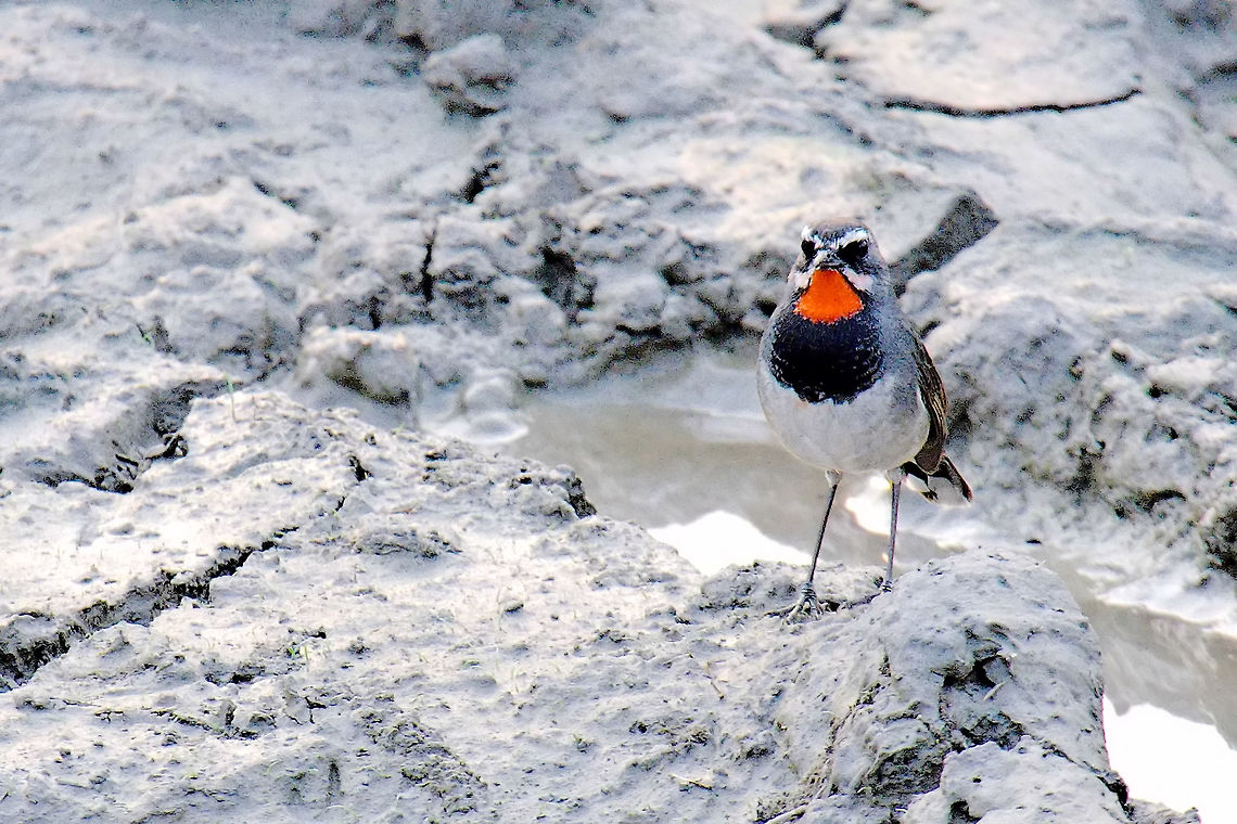 White-tailed Rubythroat, now split as Chinese Rubythroat together with the Himalayan rubythroat called the white-tailed rubythroat, now separate sp.<br />
seen at Kaziranga NP, Golaghat, Assam Calliope tschebaiewi,Chinese rubythroat,Geotagged,Golaghat,India,Kaziranga,Spring,assam