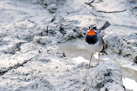 Chinese rubythroat
