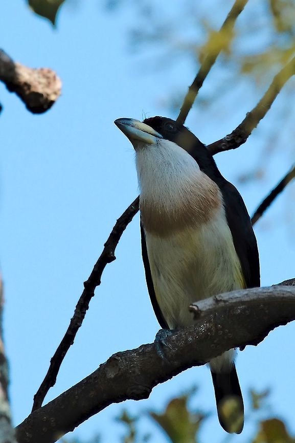White-mantled Barbet endemic to Colombia Capito hypoleucus,Colombia,Geotagged,Rio Claro,White-mantled barbet,Winter,endemic