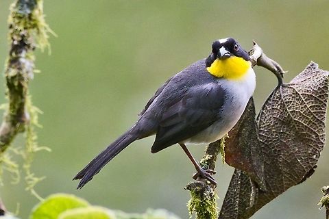 White-naped brush finch
