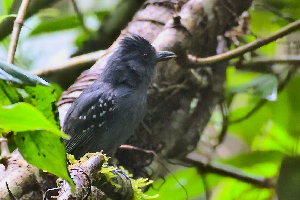 White-shouldered Antshrike Comunidad Pueblo Nuevo near Mit&uacute; Colombia,Comunidad Pueblo Nuevo,Geotagged,Mitu,Thamnophilus aethiops,Vaupés,White-shouldered antshrike,Winter