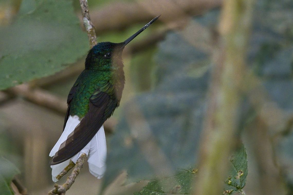 White-tailed Starfrontlet endemic to Colombia, Santa Marta Mountains Coeligena phalerata,Colombia,El Dorado NP,Geotagged,White-tailed starfrontlet,Winter,endemic