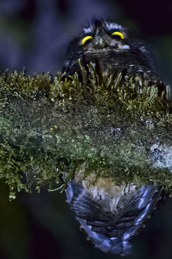 White-throated Screech-Owl seen on the way to  Yellow-eared Parrot Reserve  Colombia,Geotagged,Megascops albogularis,White-throated screech owl,Winter,Yellow-eared Parrot Reserve