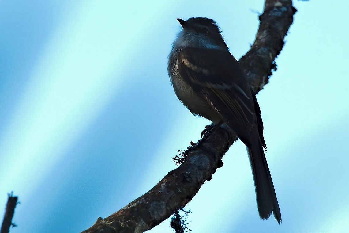White-throated Tyrannulet seen at PN Chicaque Chicaque National Park,Colombia,Geotagged,Mecocerculus leucophrys,White-throated tyrannulet,Winter