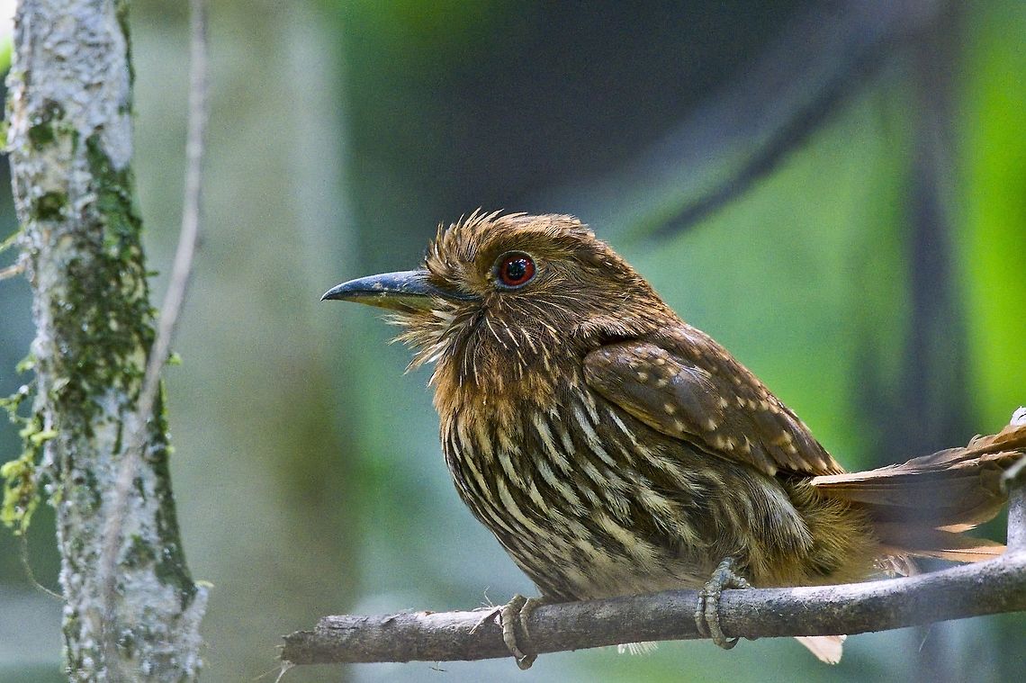 White-whiskered Puffbird  Colombia,Geotagged,Malacoptila panamensis,Rio Claro,White-whiskered puffbird,Winter
