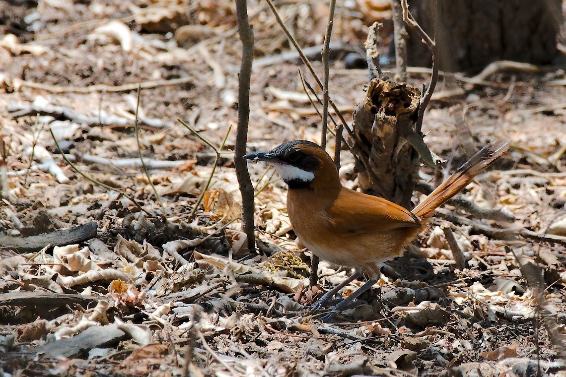 White-whiskered Spinetail  Colombia,Geotagged,SFF Los Flamencos,Synallaxis candei,Winter