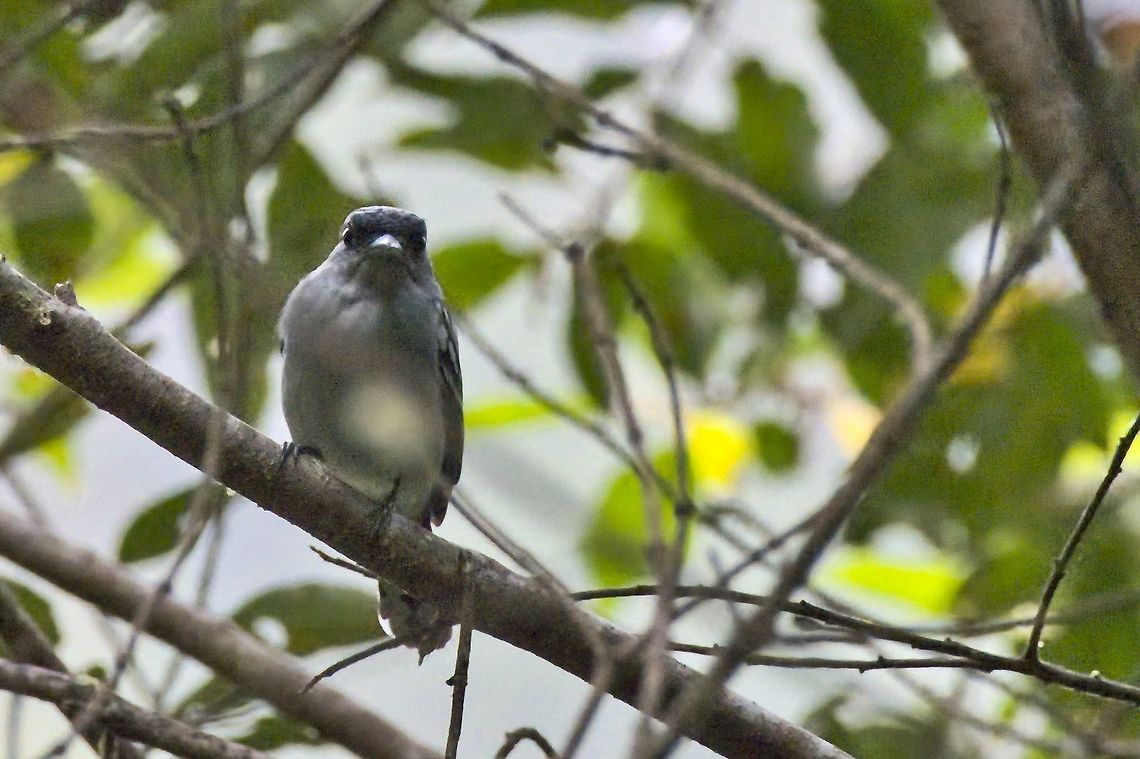 White-winged Becard  Colombia,Geotagged,Montezuma Rainforest,Pachyramphus polychopterus,White-winged becard,Winter