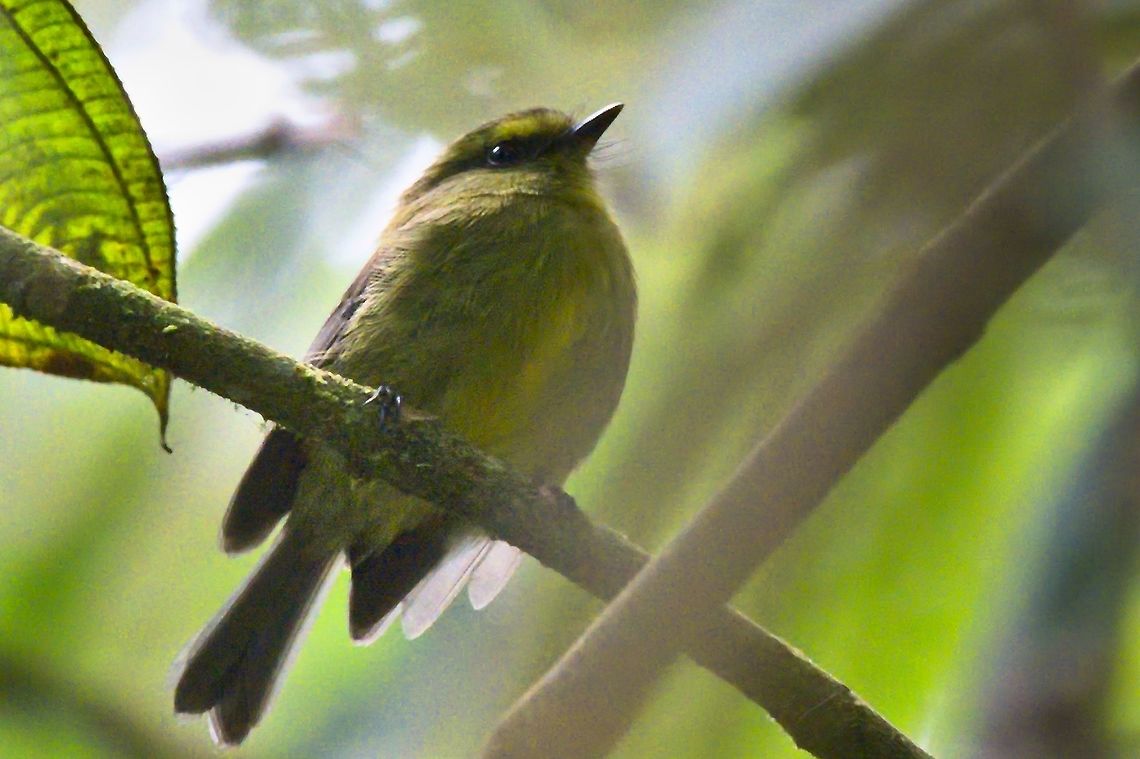 Yellow-bellied Chat-Tyrant near Cuchilla San Lorenzo Colombia,Geotagged,Sierra Nevada de Santa Marta,Silvicultrix diadema,Winter,Yellow-bellied chat-tyrant