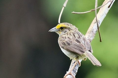 Yellow-browed Sparrow near Mitú, Vaupés at Comunidad Tukano Ammodramus aurifrons,Colombia,Comunidad Tukano,Geotagged,Mitu,Vaupés,Winter,Yellow-browed sparrow