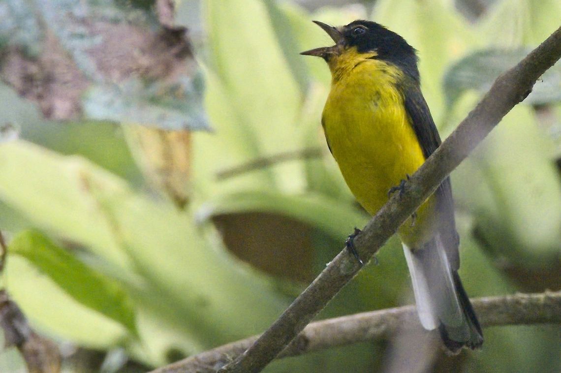 Yellow-crowned Whitestart endemic to Colombia Colombia,Endemic species,Geotagged,Myioborus flavivertex,Sierra Nevada de Santa Marta,Winter,Yellow-crowned whitestart