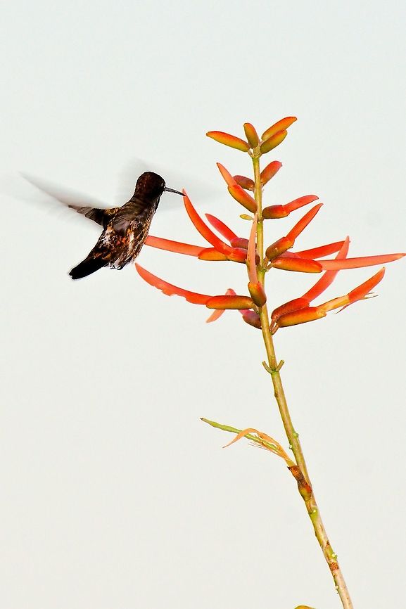 Long-billedStarthroat  Colombia,Geotagged,Heliomaster longirostris,Long-billed starthroat,Sierra Nevada de Santa Marta,Winter