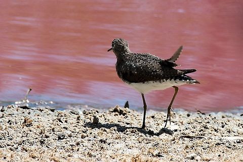 Solitary Sandpiper lonesome bird seen at Isla de Salamanca Colombia,Geotagged,Isla de Salamanca,Solitary sandpiper,Tringa solitaria,Winter