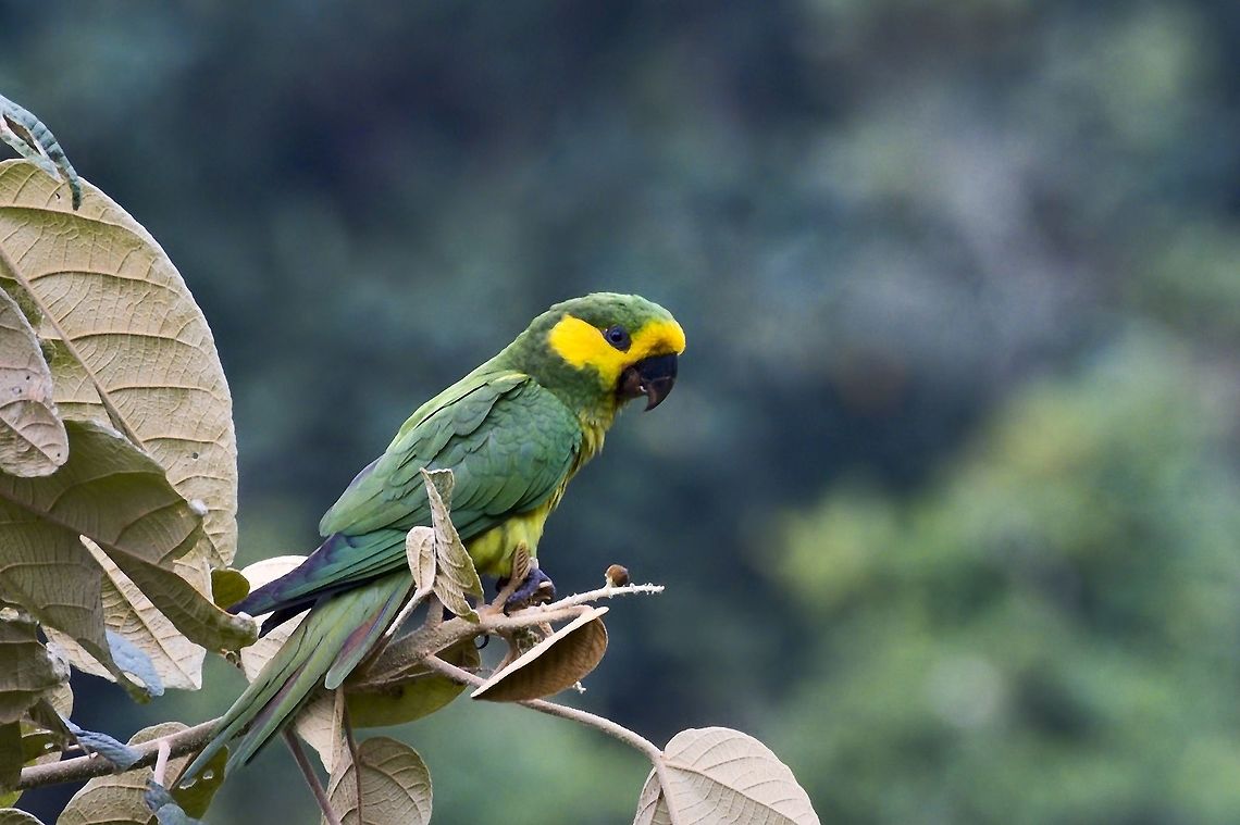 Yellow-eared Parrot a bit closer glimpse at Yellow-eared Parrot Reserve  Colombia,Geotagged,Ognorhynchus icterotis,Winter,Yellow-eared Parrot Reserve