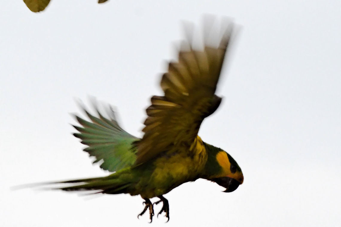 Yellow-eared Parrot flying Did someone ask for a flying one? Colombia,Geotagged,Ognorhynchus icterotis,Winter,Yellow-eared parrot
