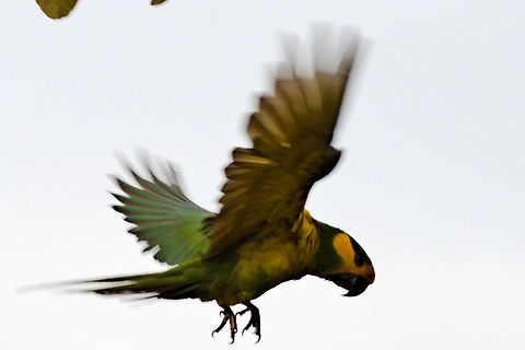 Yellow-eared Parrot flying Did someone ask for a flying one? Colombia,Geotagged,Ognorhynchus icterotis,Winter,Yellow-eared parrot