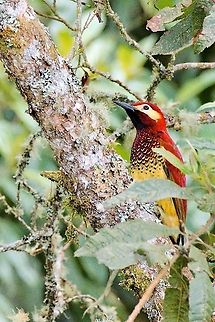 Crimson-mantled Woodpecker just another one Colaptes rivolii,Colombia,Crimson-mantled woodpecker,Geotagged,Rio Blanco,Winter