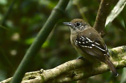 Black-crowned Antshrike the missing female Black-crowned antshrike,Colombia,Geotagged,Rio Claro,Thamnophilus atrinucha,Winter