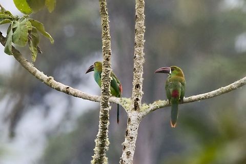Crimson-rumped Toucanet a couple seen at Araucana Lodge Araucana Lodge,Aulacorhynchus haematopygus,Colombia,Crimson-rumped toucanet,Geotagged,Winter
