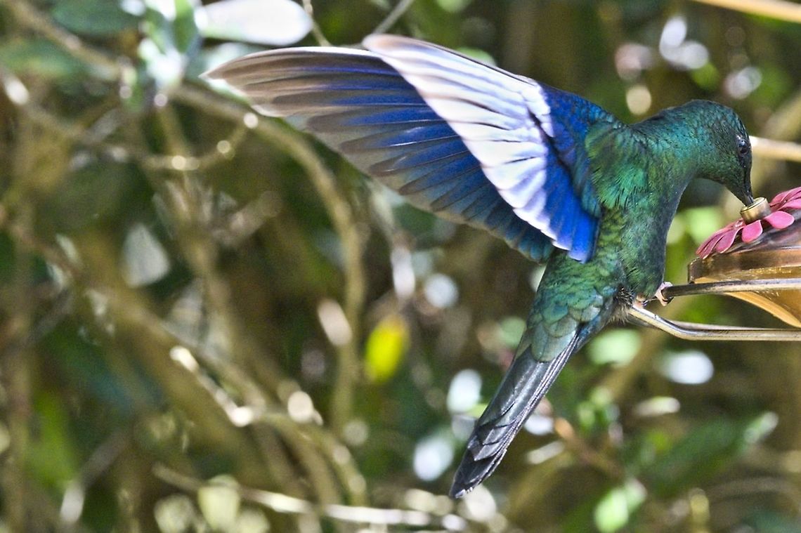 Great Sapphirewing at the feeders at La Calera Observatorio de Colibries Colombia,Geotagged,Great sapphirewing,La calera,Pterophanes cyanopterus,Winter