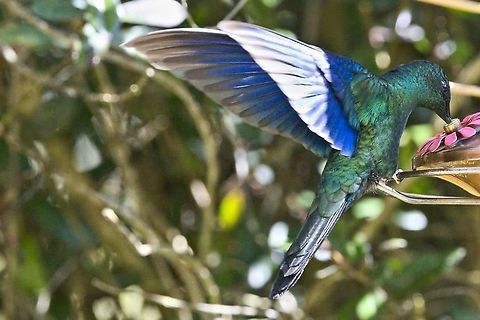 Great Sapphirewing at the feeders at La Calera Observatorio de Colibries Colombia,Geotagged,Great sapphirewing,La calera,Pterophanes cyanopterus,Winter
