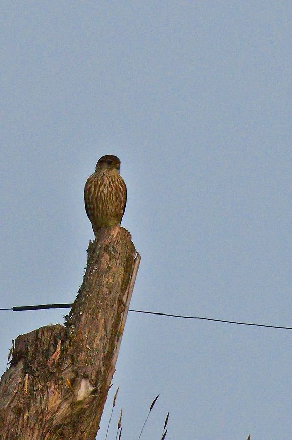 Merlin in Colombia, far away observing our early-morning activities Colombia,Falco columbarius,Geotagged,Merlin,Santa Rosa de Cabal,Winter