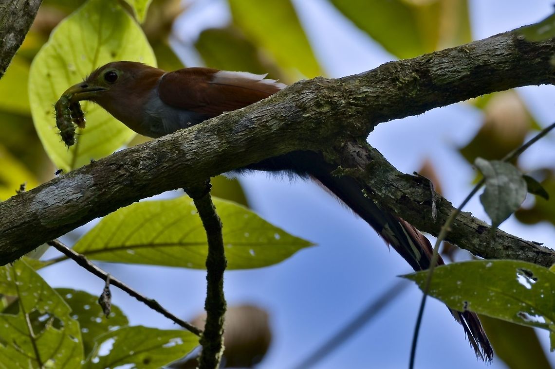 Squirrel Cuckoo with prey There are several here in the jungle, but this one got the worm! Anchicaya Valley,Colombia,Geotagged,Piaya cayana,Squirrel cuckoo,Winter