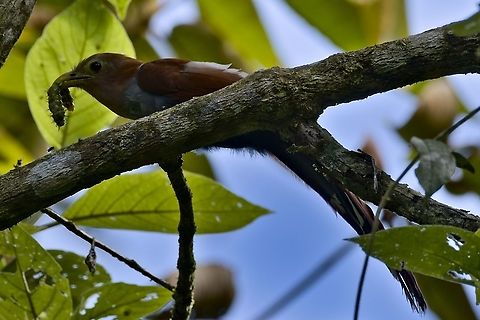 Squirrel Cuckoo with prey There are several here in the jungle, but this one got the worm! Anchicaya Valley,Colombia,Geotagged,Piaya cayana,Squirrel cuckoo,Winter