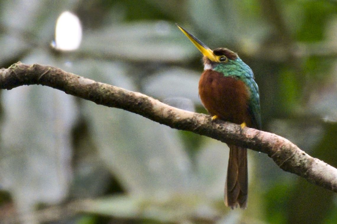Yellow-billed Jacamar at Cm Pueblo Nuevo Colombia,Comunidad Pueblo Nuevo,Galbula albirostris,Geotagged,Vaup&eacute;s,Winter,Yellow-billed jacamar