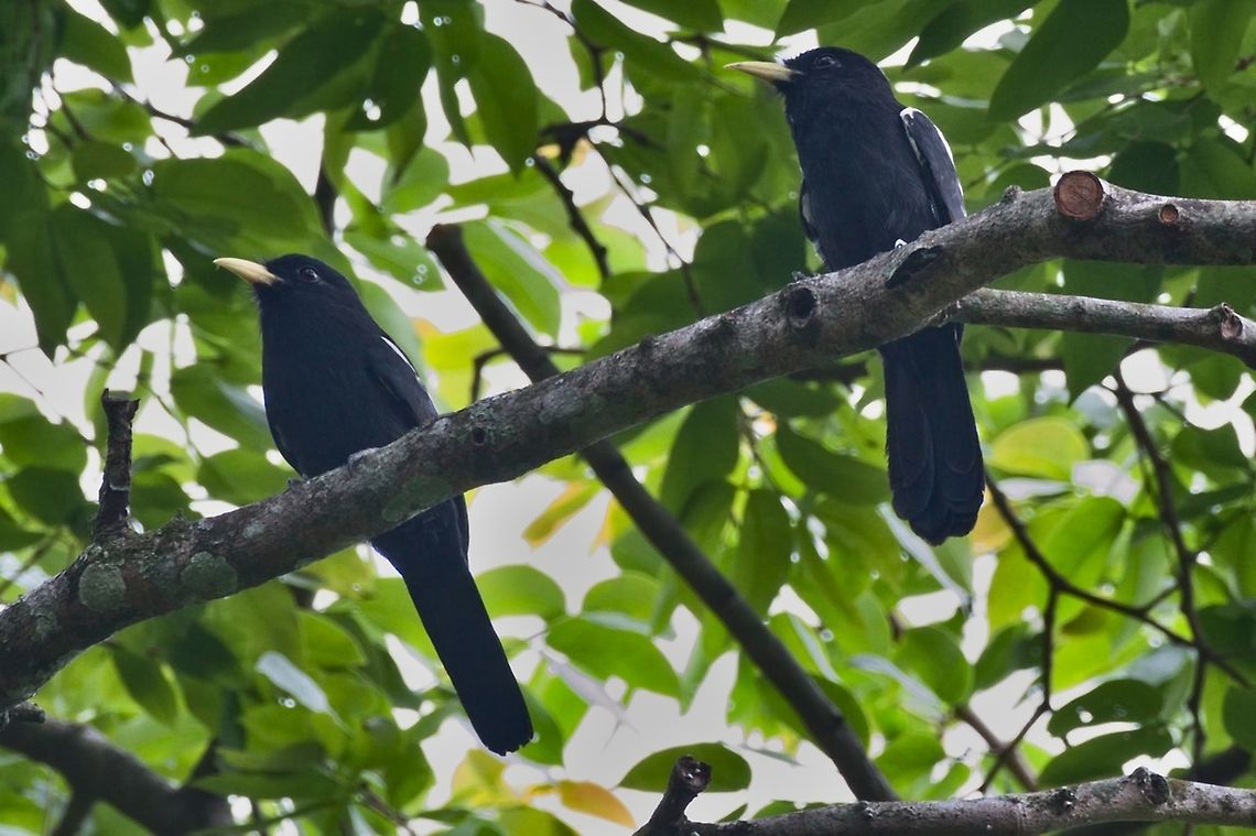Yellow-billed Nunbird seen at Bosque Bavaria near Villavicencio, Met&aacute;  Bosque Bavaria,Colombia,Geotagged,Metá,Monasa flavirostris,Winter,Yellow-billed nunbird