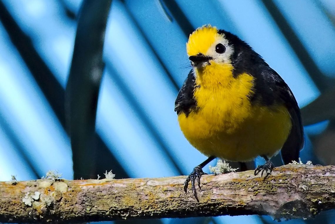 Golden-fronted Redstart ssp. Myioborus ornatus ornatus (Yellow-fronted Redstart) Yellow-fronted Redstart s. <a href="https://birdsoftheworld.org/bow/species/gofred1/cur/introduction#subsp" rel="nofollow">https://birdsoftheworld.org/bow/species/gofred1/cur/introduction#subsp</a><br />
(Nominate form) face also white, not only yellow Chicaque National Park,Colombia,Geotagged,Golden-fronted whitestart,Myioborus ornatus,Myioborus ornatus ornatus,Winter