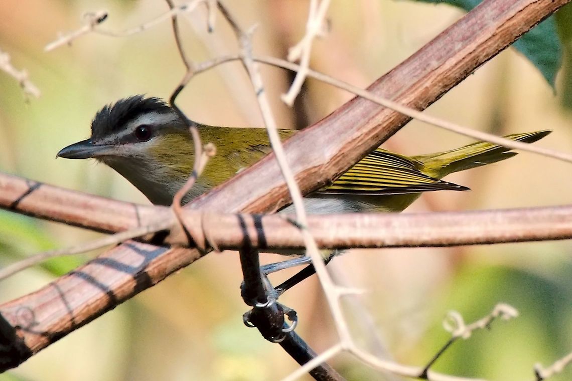 Yellow-green Vireo  Colombia,Geotagged,Sierra,Vireo flavoviridis,Winter,Yellow-green vireo