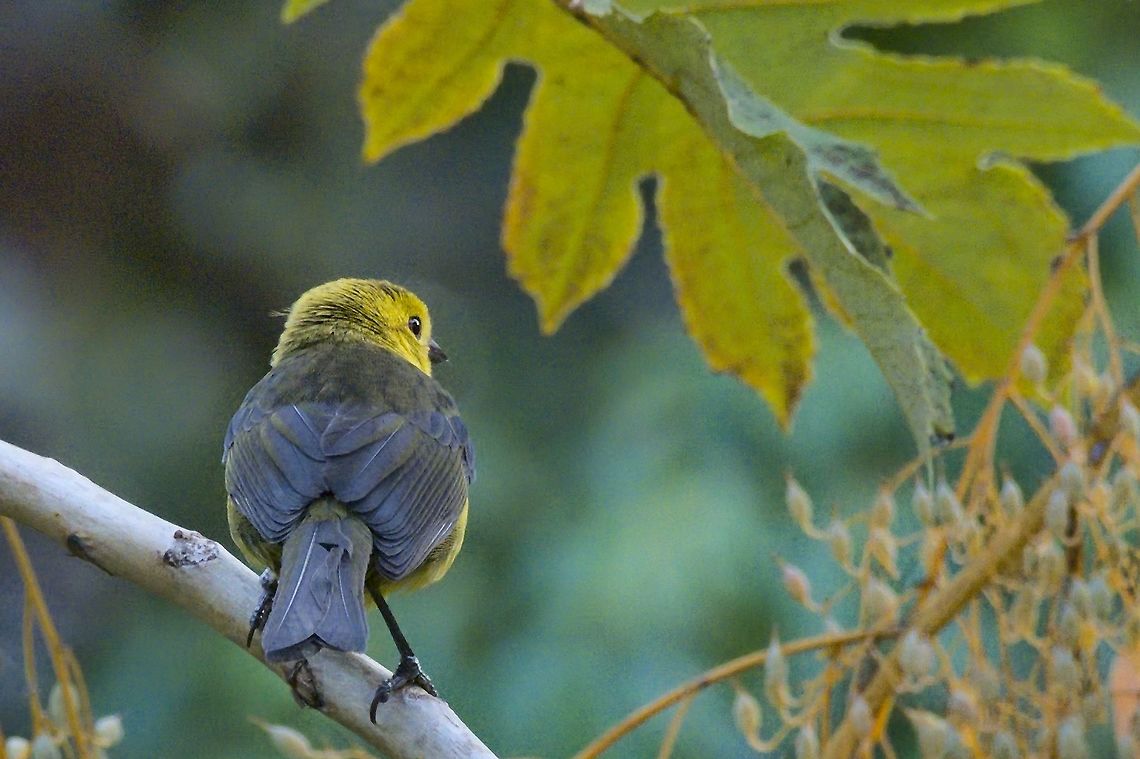 Yellow-headed Brush-Finch seen at UKUKU Lodge, endemic to Colombia Atlapetes flaviceps,Colombia,Geotagged,UKUKU,Winter,Yellow-headed brush finch,endemic