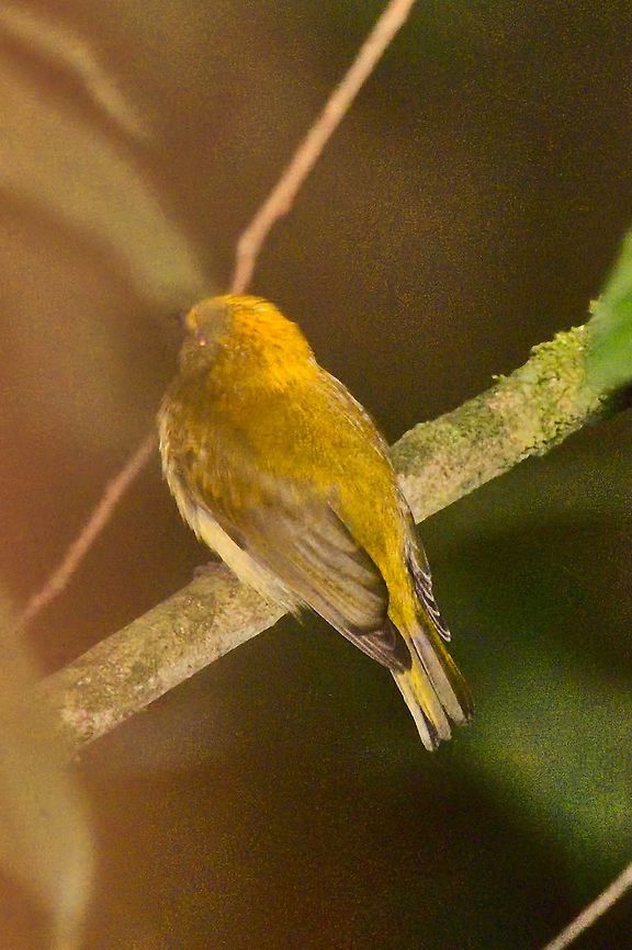 Yellow-headed Manakin flashed in the bushes, near-endemic Chloropipo flavicapilla,Colombia,Geotagged,La Romera,Winter,Yellow-headed manakin