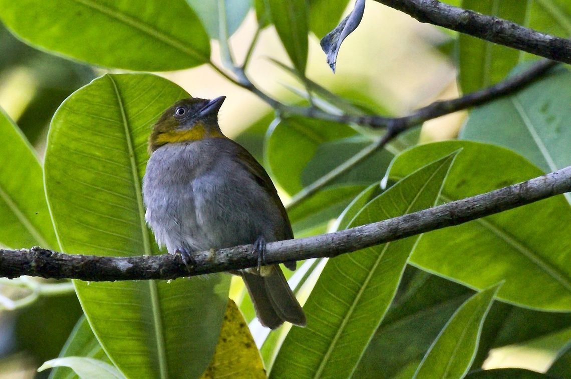 Yellow-throated Bush-Finch seen at Anchicaya Valley. A bit closer view to close this (long) series from Colombia. Anchicaya Valley,Atlapetes albinucha,Chlorospingus flavigularis,Colombia,Geotagged,White-naped brush finch,Winter,Yellow-throated bush tanager