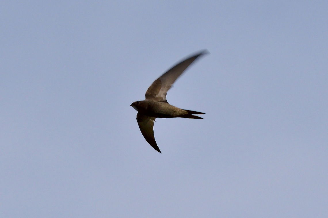 Common Swift flying = hunting Apus apus,Common Swift,Geotagged,Germany,Moos,Radolfzeller Aach,Spring
