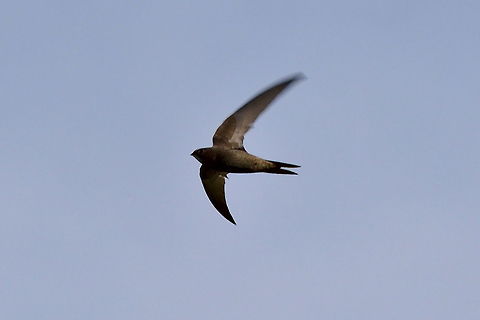Common Swift flying = hunting Apus apus,Common Swift,Geotagged,Germany,Moos,Radolfzeller Aach,Spring