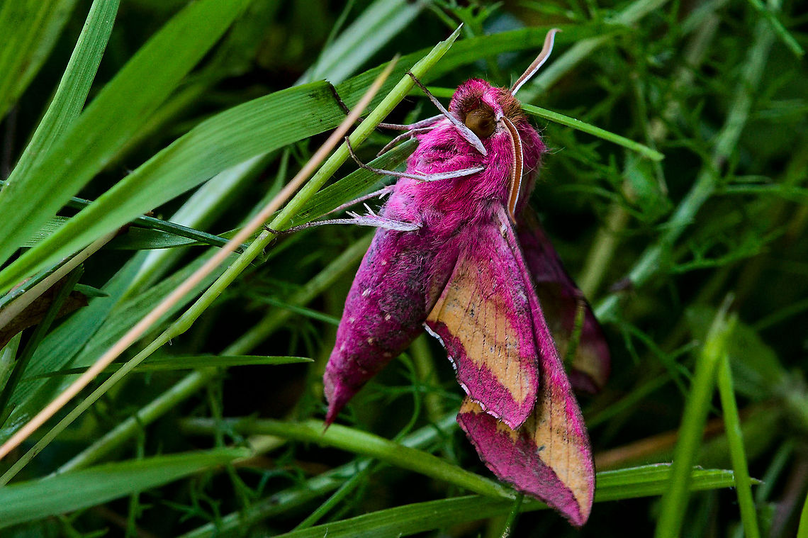 Deilephila porcellus survived the mowing, because they did not work with the mower, but with the scythe. Deilephila porcellus,Geotagged,Germany,Small elephant hawk-moth,Spring