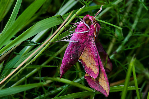 Deilephila porcellus survived the mowing, because they did not work with the mower, but with the scythe. Deilephila porcellus,Geotagged,Germany,Small elephant hawk-moth,Spring