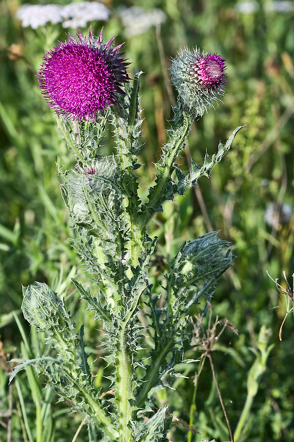 Cirsium eriophorum  Cirsium eriophorum,Geotagged,Germany,Spring,Woolly thistle