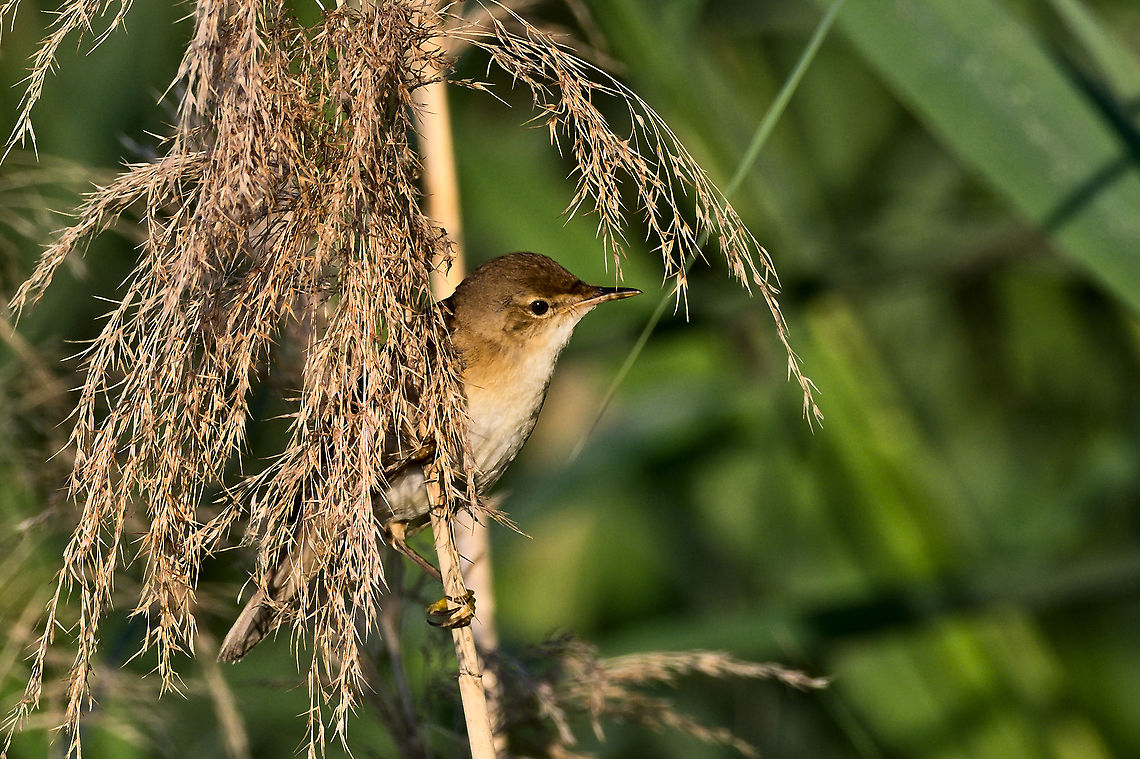 Eurasian Reed Warbler in good early-morning light &amp; good displaying-mood  Acrocephalus scirpaceus,Eurasian Reed Warbler,Geotagged,Germany,Summer